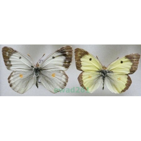 Colias erate (Esper, 1805) pair Czech27c